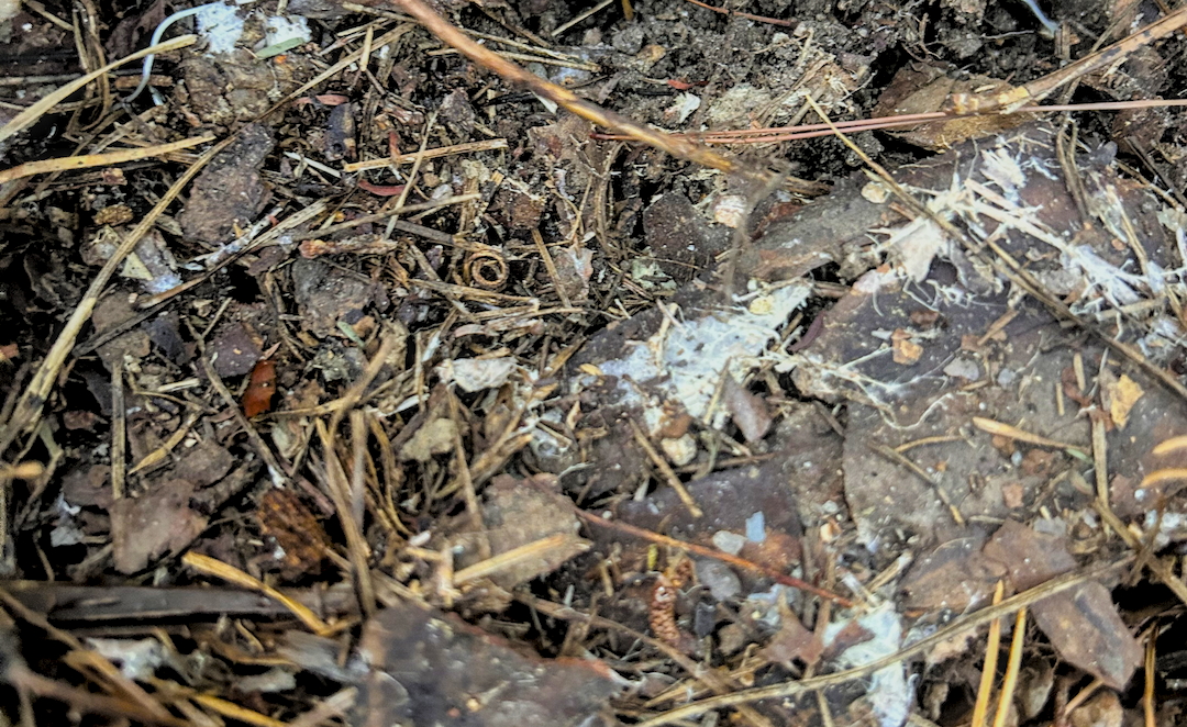 Hero image for M-001: Autopsy of a Pine-Needle Mystery