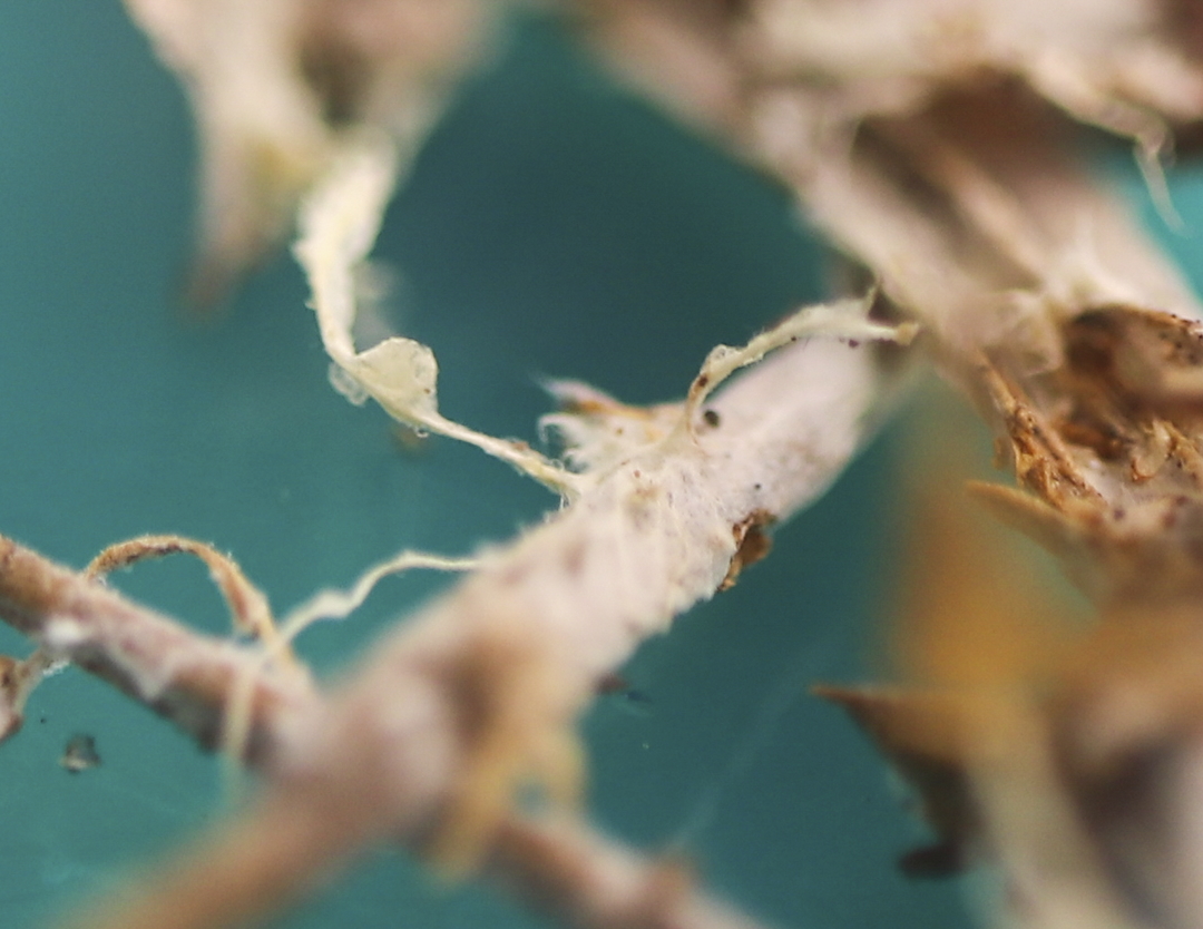 Close-up of white mycelial strands bridging between pine needles against a teal surface