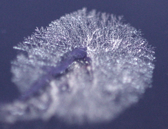 Circular island of feathery, radial mycelium expanding from an inoculation point on dark agar